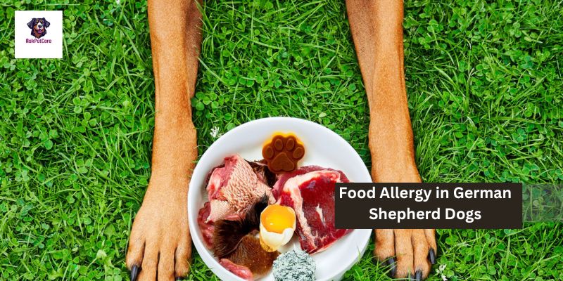 Food Allergy in German Shepherd Dogs