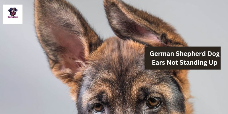 Why German Shepherd Dog Ears Not Standing Up