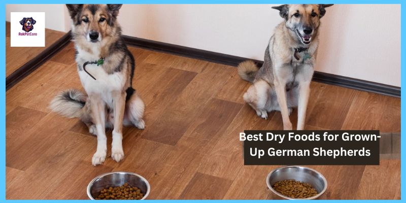 Best Dry Foods for Grown-Up German Shepherds