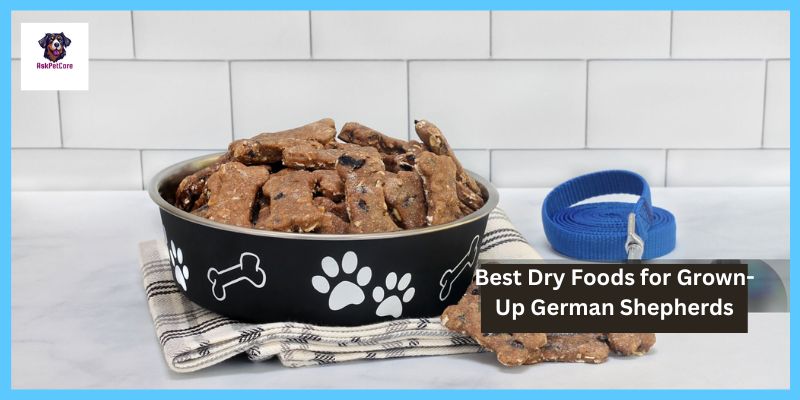 Best Dry Foods for Grown-Up German Shepherds