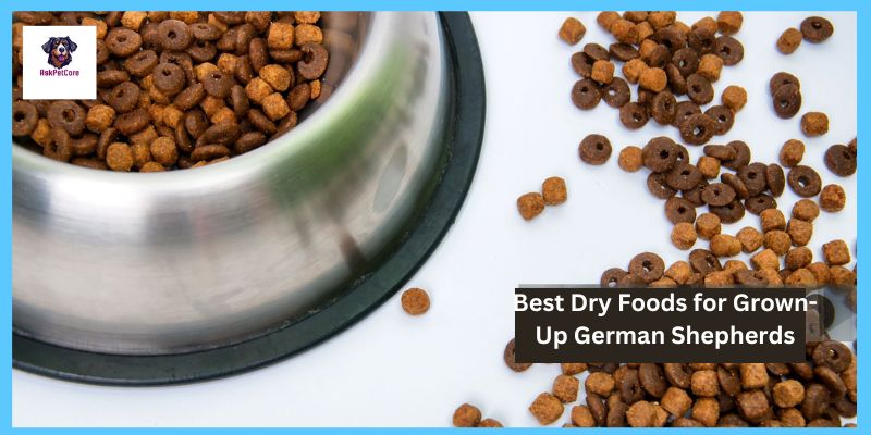 Best Dry Foods for Grown-Up German Shepherds