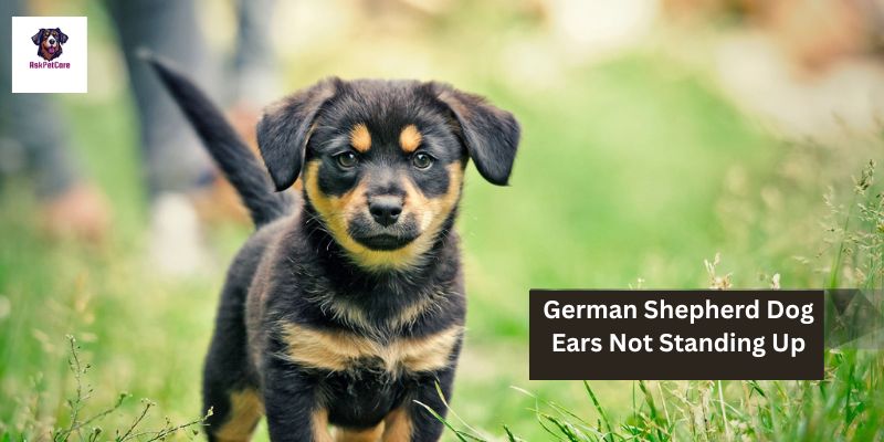 Why German Shepherd Dog Ears Not Standing Up