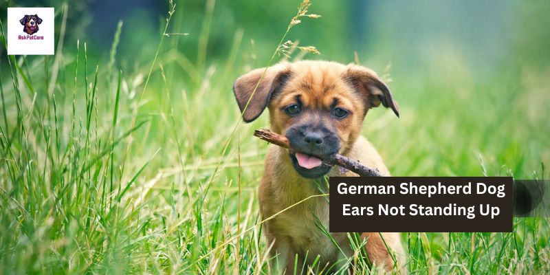 Why German Shepherd Dog Ears Not Standing Up