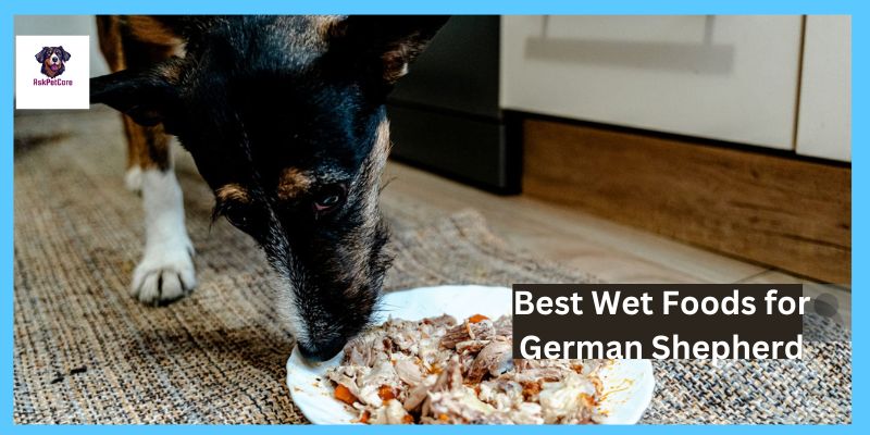 Best Wet Foods for German Shepherd