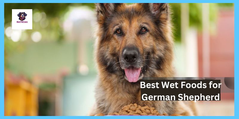 Best Wet Foods for German Shepherd