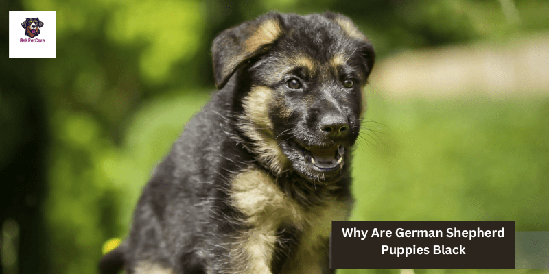 Why Are German shepherd Puppies Black: A to Z Guide