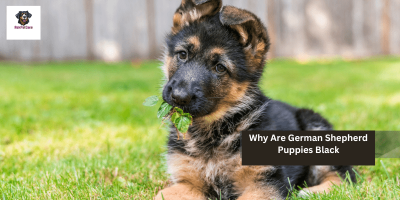 Why Are German shepherd Puppies Black: A to Z Guide