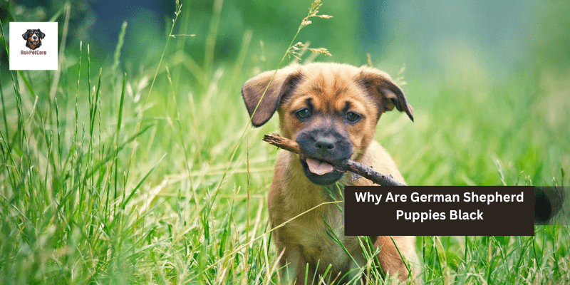 Why Are German shepherd Puppies Black: A to Z Guide