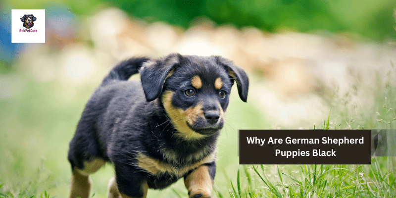 Why Are German shepherd Puppies Black: A to Z Guide