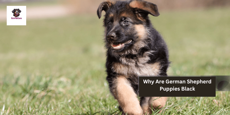 Why Are German shepherd Puppies Black: A to Z Guide