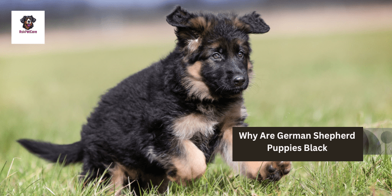 Why Are German shepherd Puppies Black: A to Z Guide