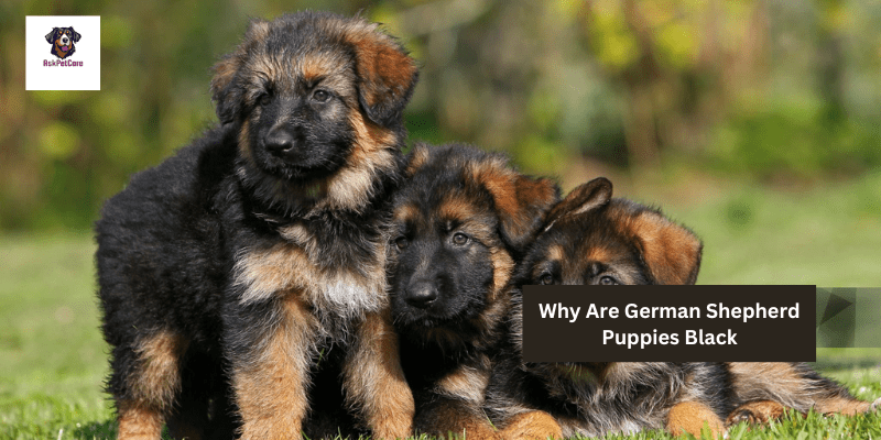 Why Are German shepherd Puppies Black: A to Z Guide