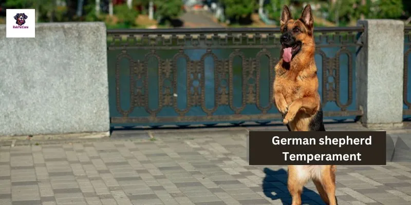 German shepherd Temperament