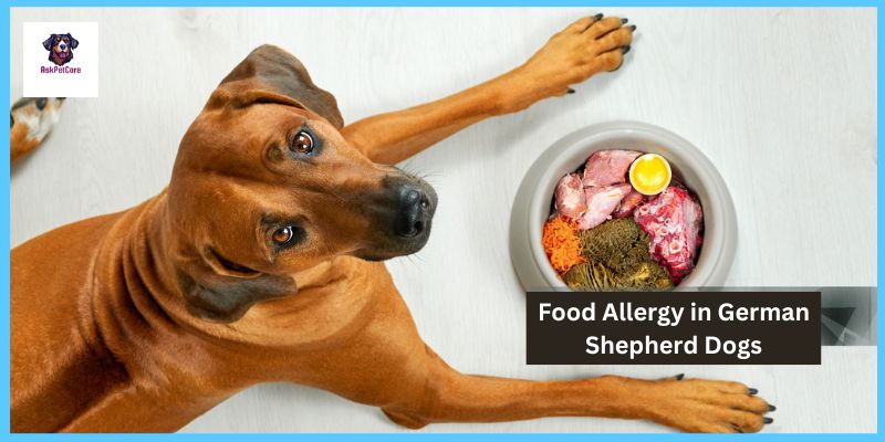 Food Allergy in German Shepherd Dogs