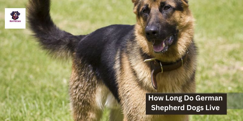 how long do german shepherd dogs live