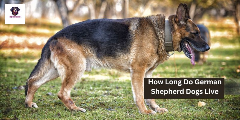 how long do german shepherd dogs live