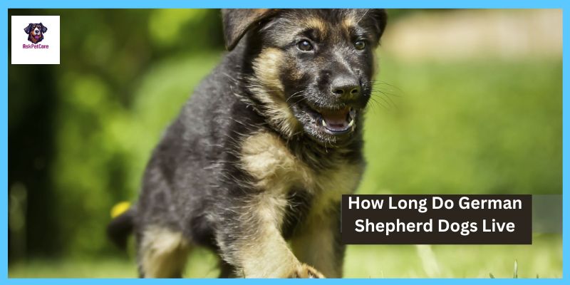 how long do german shepherd dogs live