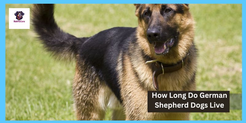 How Long Do German Shepherd Dogs Live