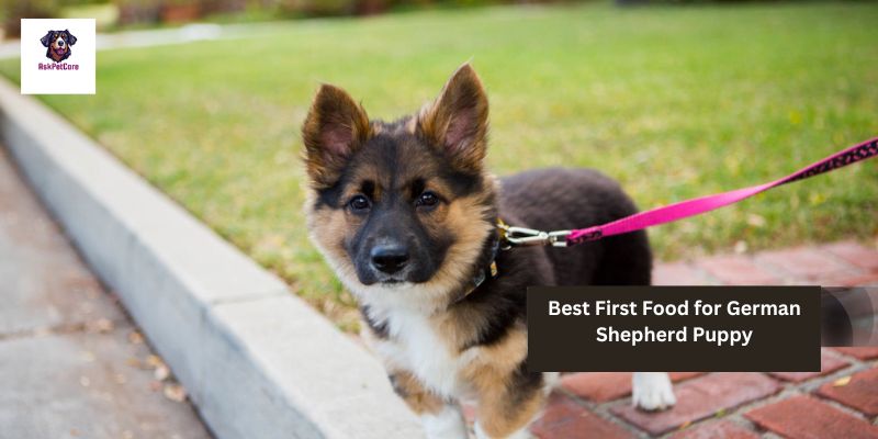 Best First Food For Your German Shepherd Puppy