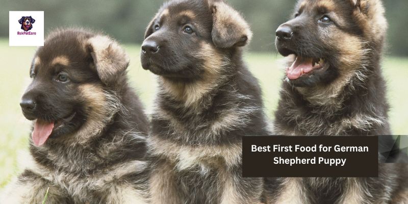 Best First Food For Your German Shepherd Puppy