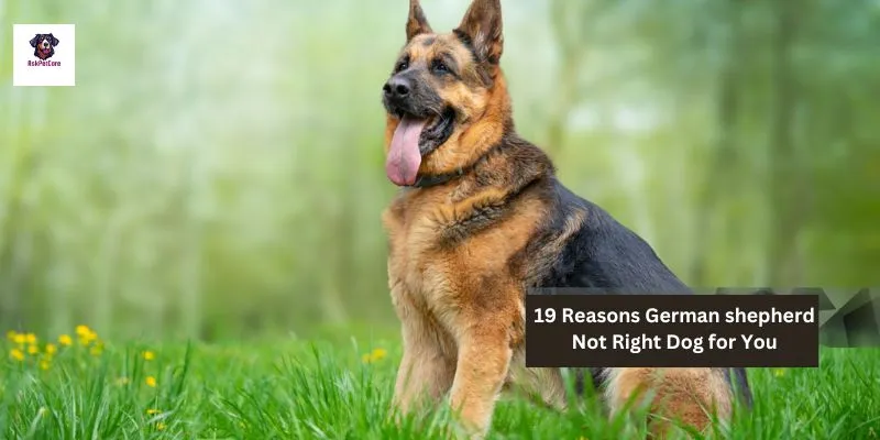 19 Reasons German shepherd Not Right Dog for You