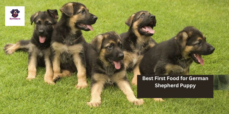 Best First Food For Your German Shepherd Puppy