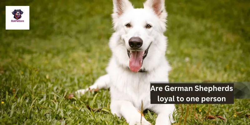 Are German Shepherds loyal to one person