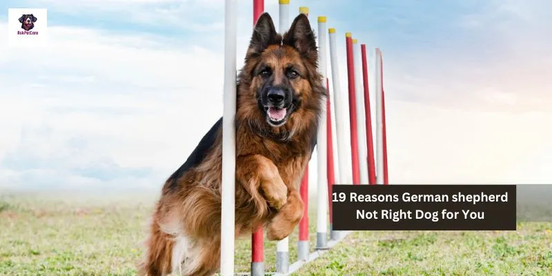 19 Reasons German shepherd Not Right Dog for You