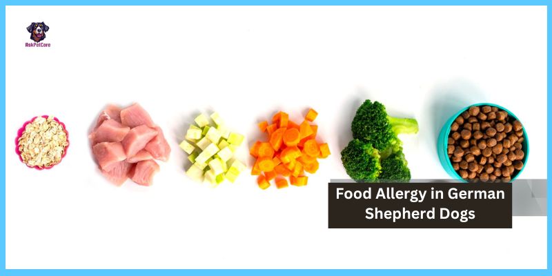 Food Allergy in German Shepherd Dogs