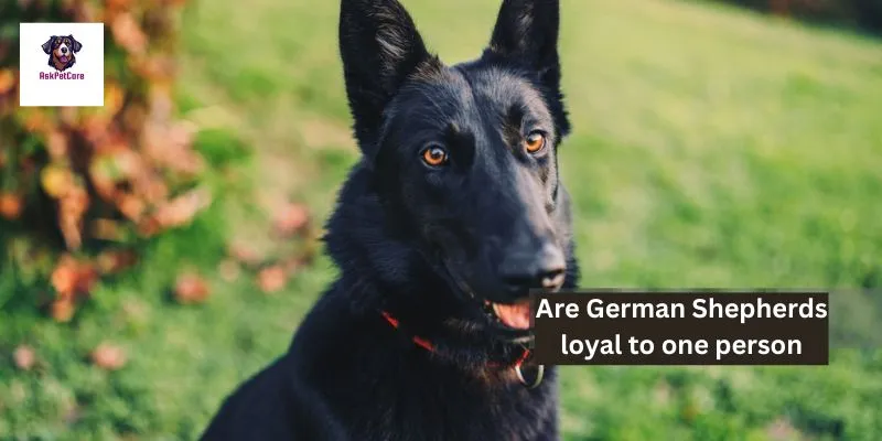 Are German Shepherds loyal to one person