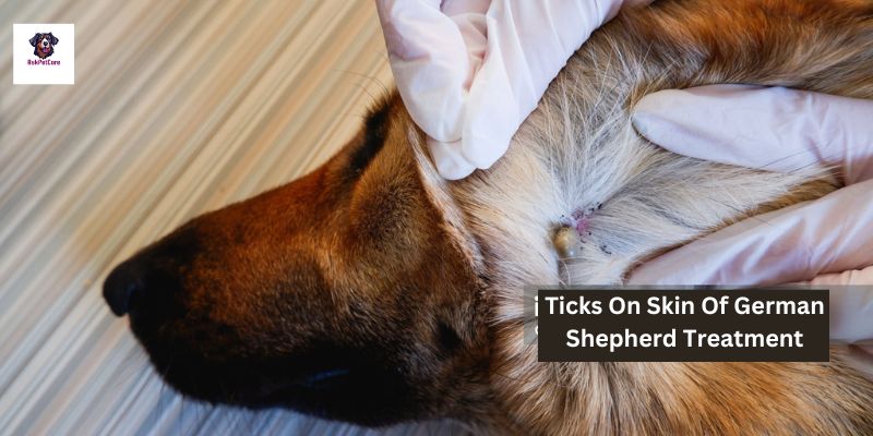 Tick Treatment for German Shepherds