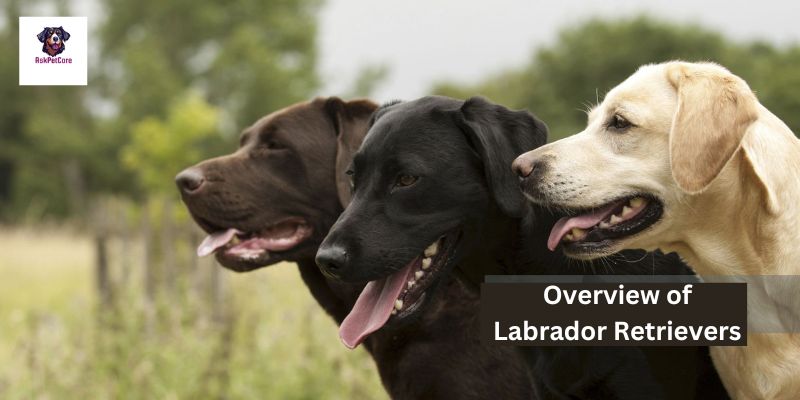 Labrador Retrievers