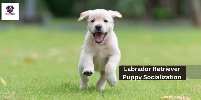 How to Socialize Labrador Retriever Puppy