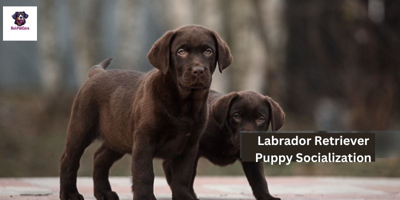 How to Socialize Labrador Retriever Puppy