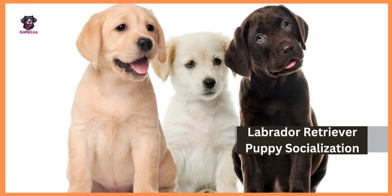 How to Socialize Labrador Retriever Puppy