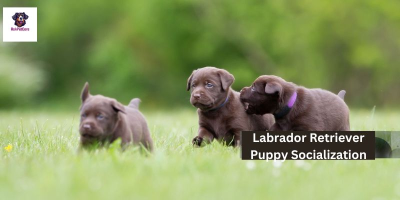 How to Socialize Labrador Retriever Puppy