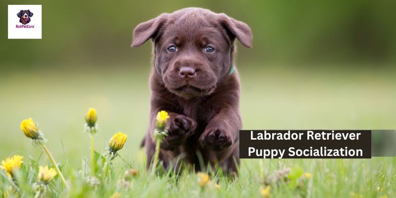 How to Socialize Labrador Retriever Puppy