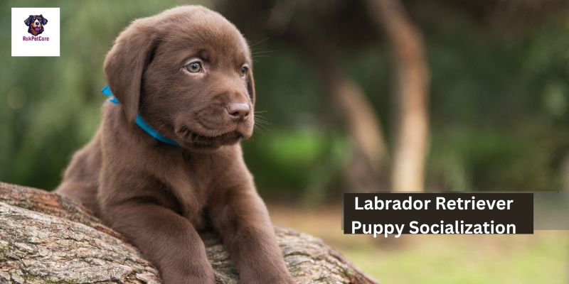 How to Socialize Labrador Retriever Puppy