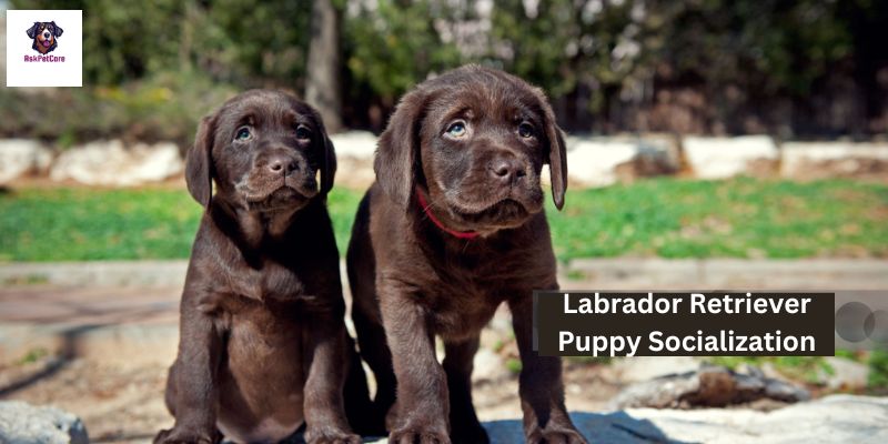 How to Socialize Labrador Retriever Puppy