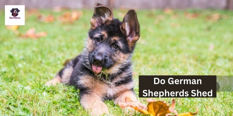 Do German Shepherds Shed