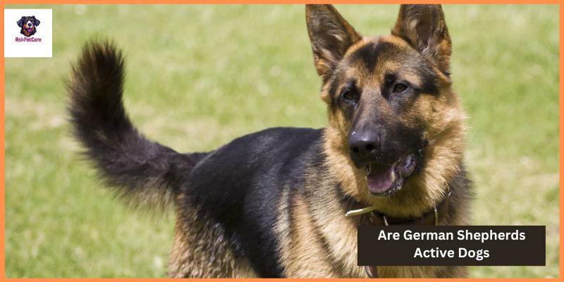 Are German Shepherds Active Dogs