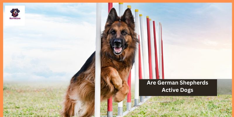 Are German Shepherds Active Dogs