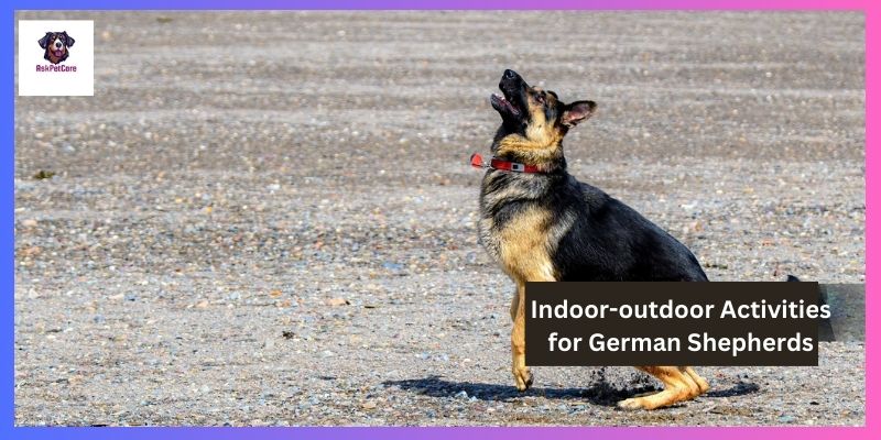 Indoor-outdoor Activities for German Shepherds