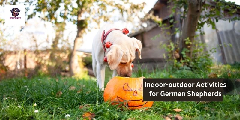 Indoor-outdoor Activities for German Shepherds